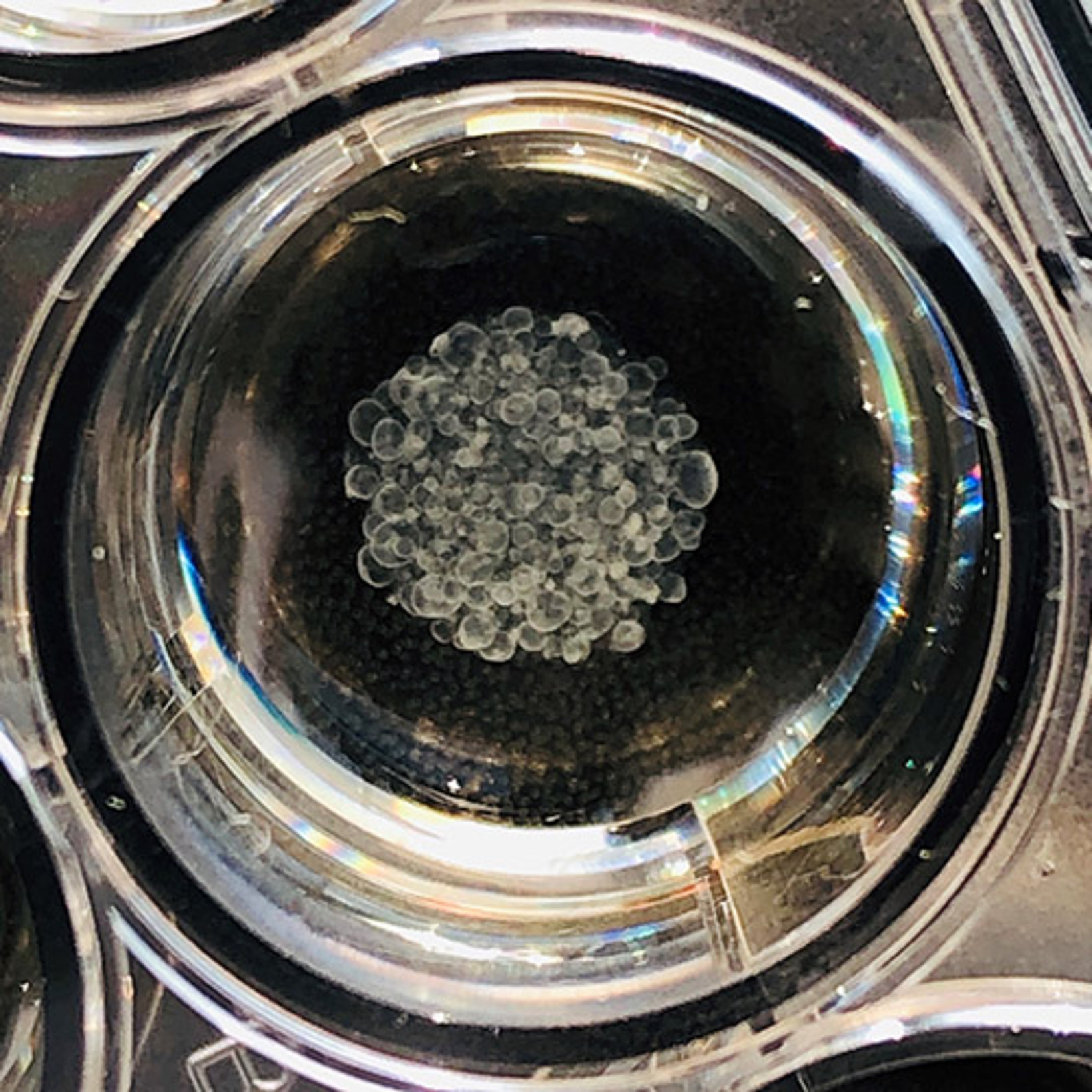 Ausschnitt aus einer Multiwell-Platte mit Lungenorganoiden